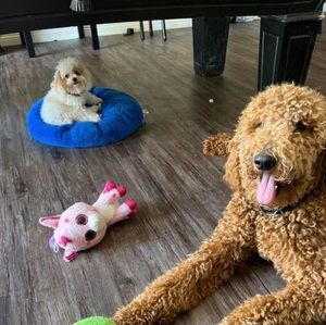 Meet your Posher, Irma